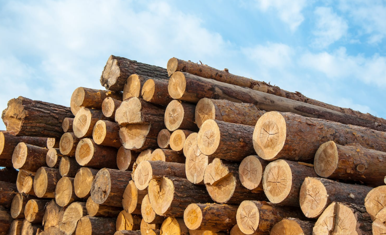 High-quality timber logs stacked for sending to manufacturing dealers to make doors and windows